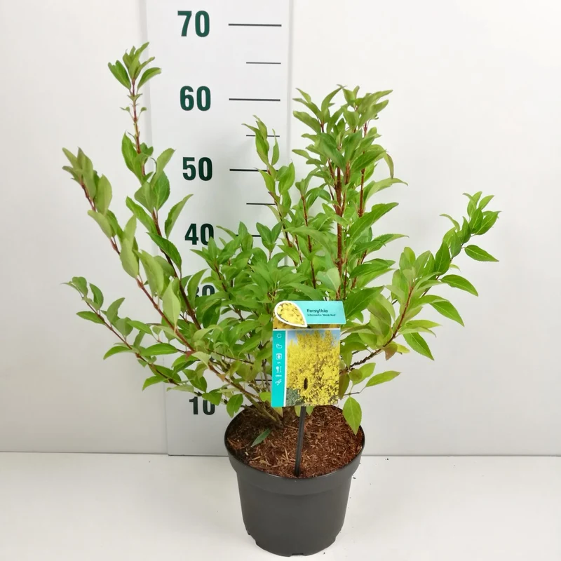 Forsythia int. 'Week-End' C3 (3 liters kruka) 50-60 cm