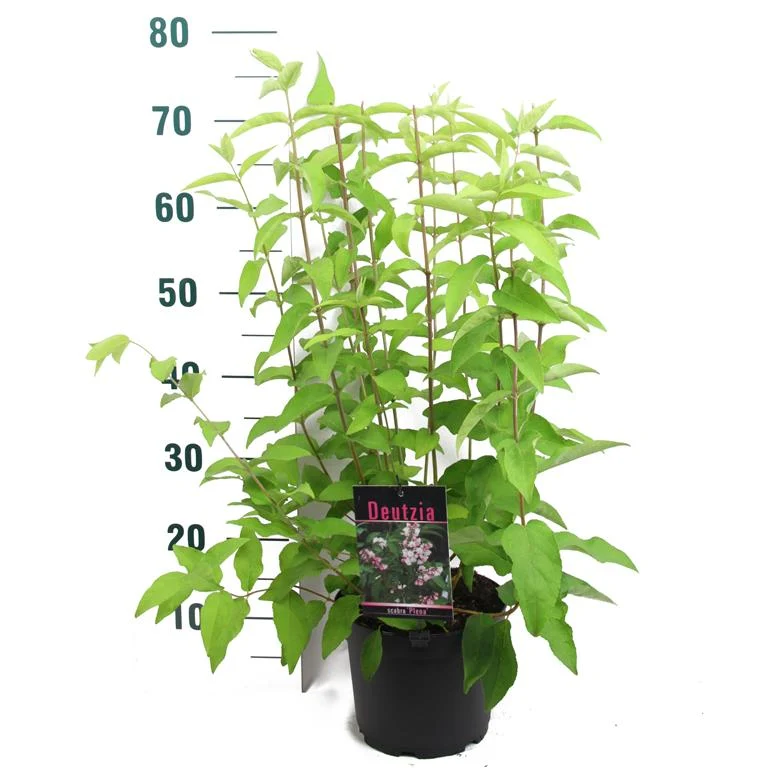 Deutzia scabra 'Plena' C3 (3 liters kruka) / 19 cm kruka 50-60 cm