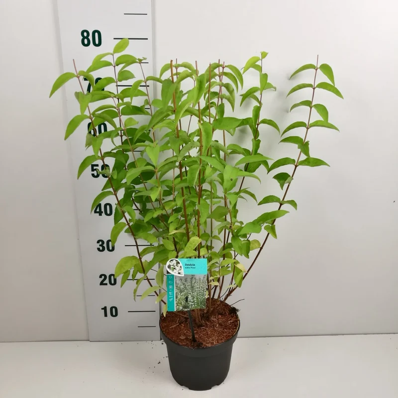 Deutzia scabra 'Plena' C3 (3 liters kruka) 50-60 cm