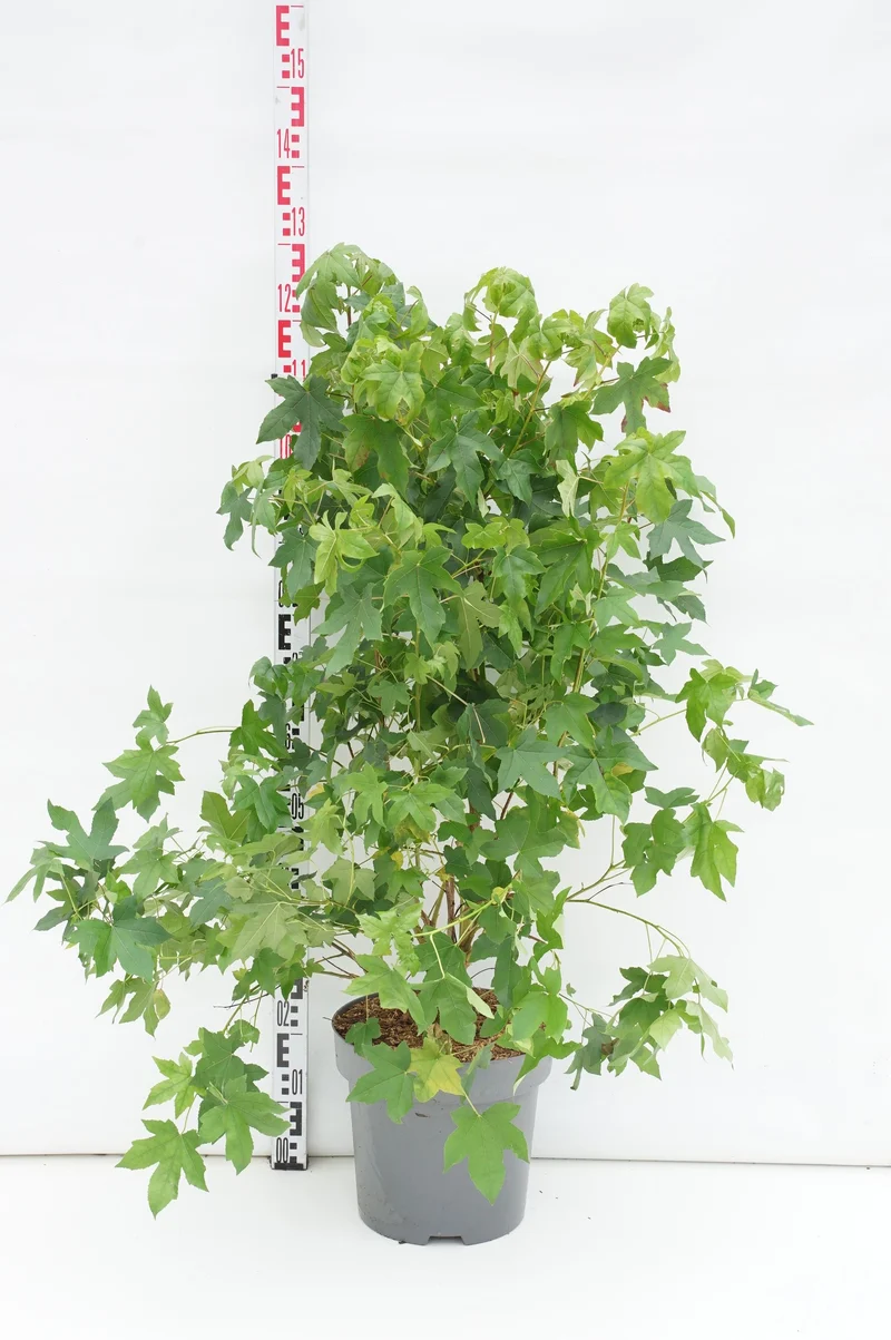 Liquidambar styraciflua C12 (12 liters kruka) 80-100 cm