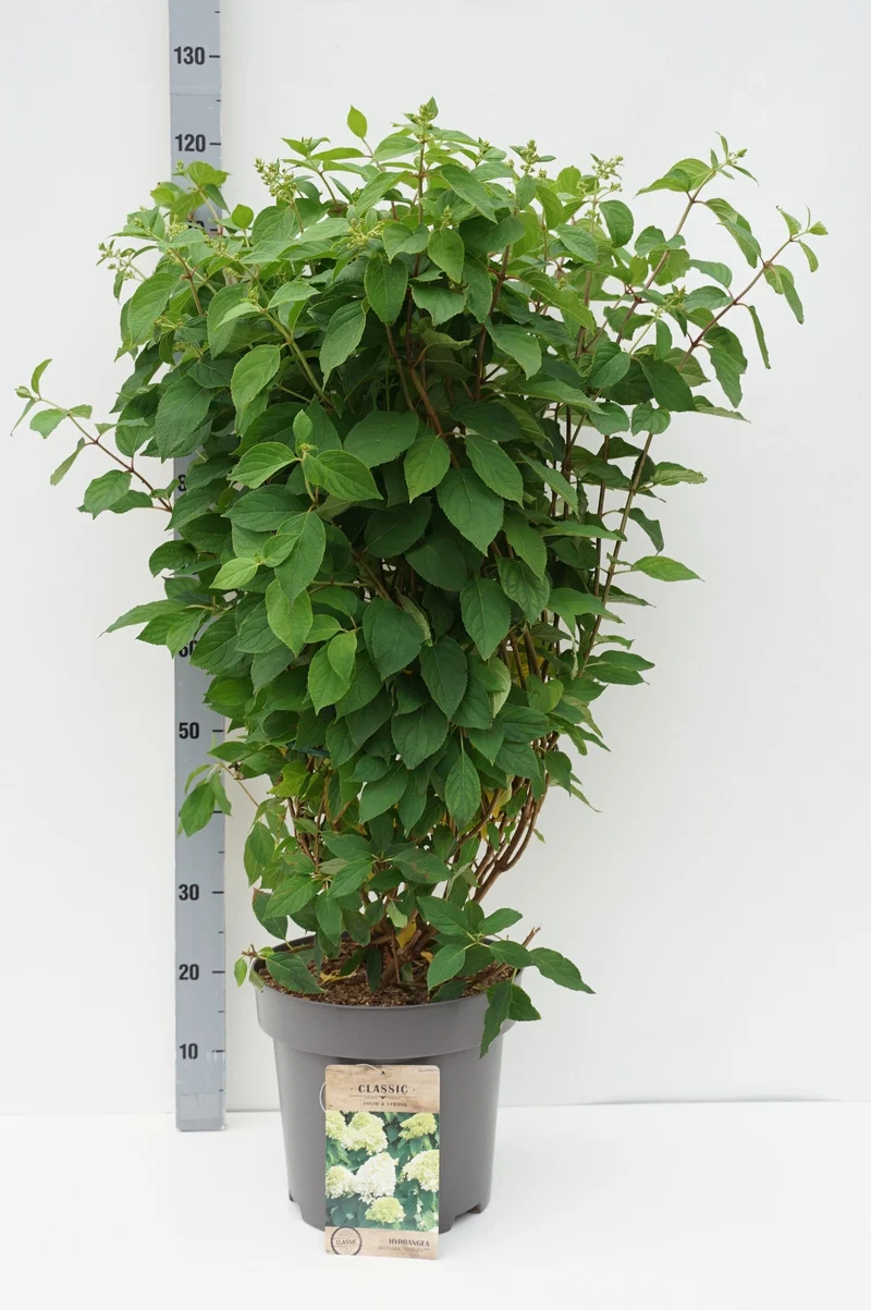 Hydrangea pan. 'Limelight' C12 (12 liters kruka) 80-100 cm
