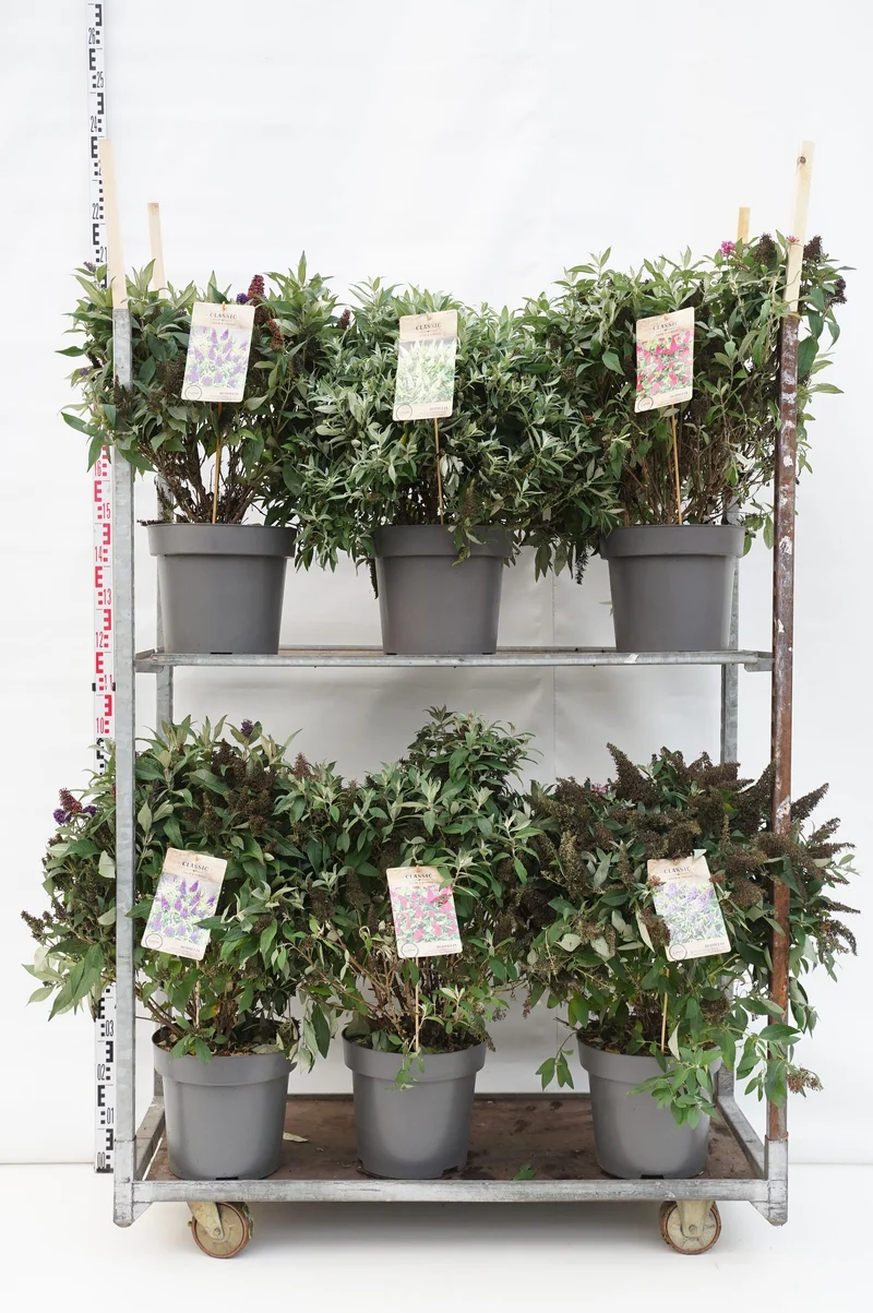 Buddleja d. 'Butterfly Candy Collection'® C12 (12 liters kruka) 60-80 cm