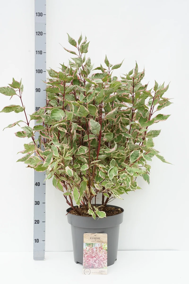 Cornus alba 'Miracle'® C12 (12 liters kruka) 80-100 cm