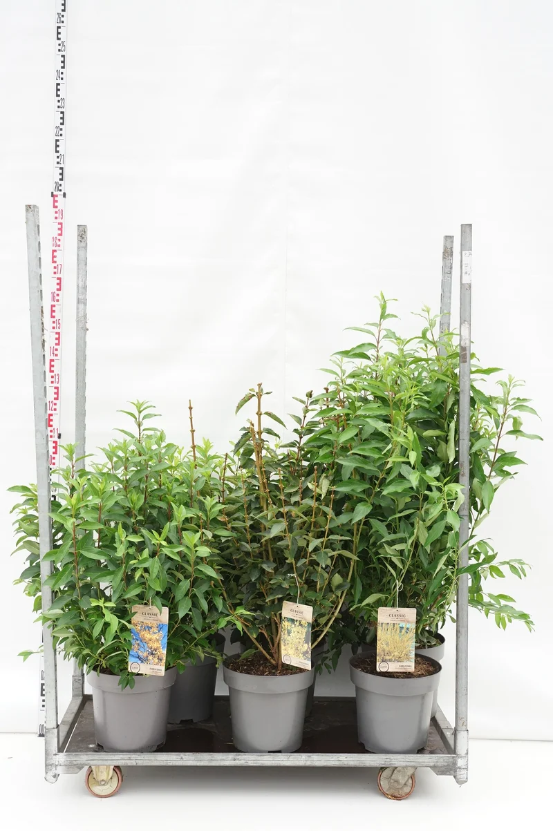 Forsythia intermedia C12 (12 liters kruka) 80-100 cm