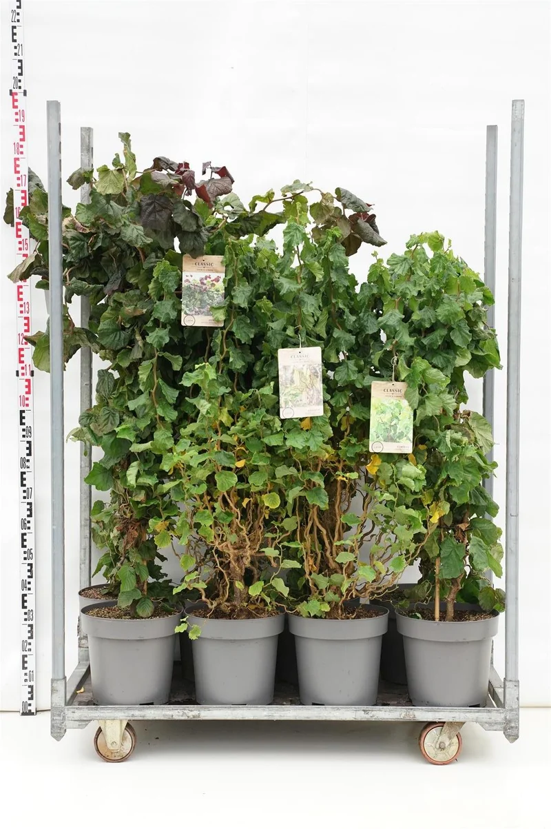 Corylus i sorter C12 (12 liters kruka) 60-80 cm