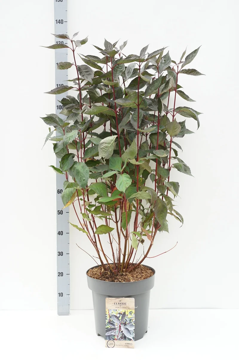 Cornus alba 'Nightfall'® C12 (12 liters kruka) 80-100 cm