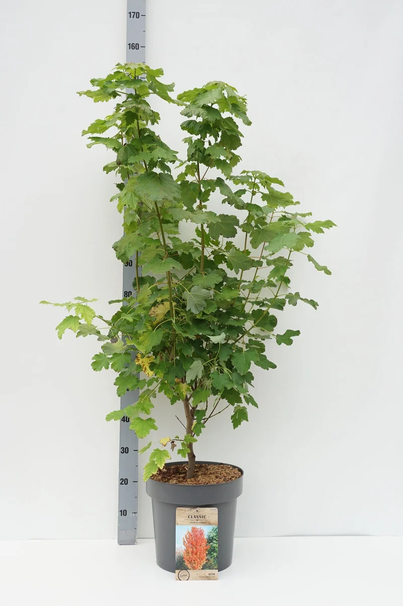 Acer rubrum 'Red Sunset' C12 (12 liters kruka) 100-125 cm