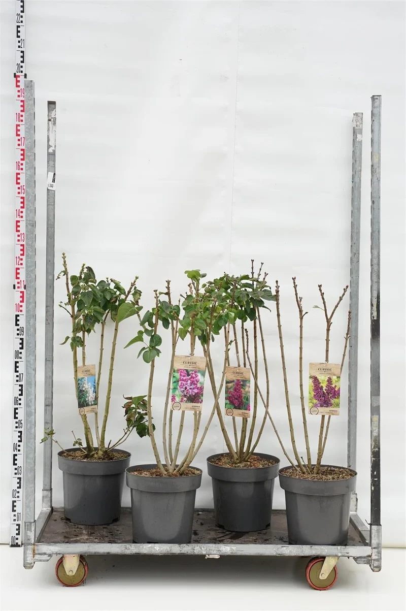Prydnadsbuskar i sorter C12 (12 liters kruka) 60-80 cm