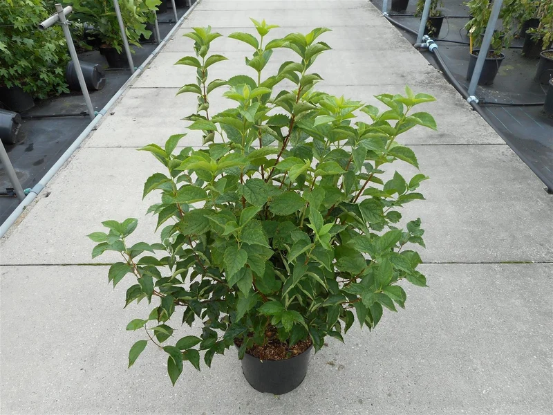Philadelphus coronarius C12 (12 liters kruka) 80-100 cm