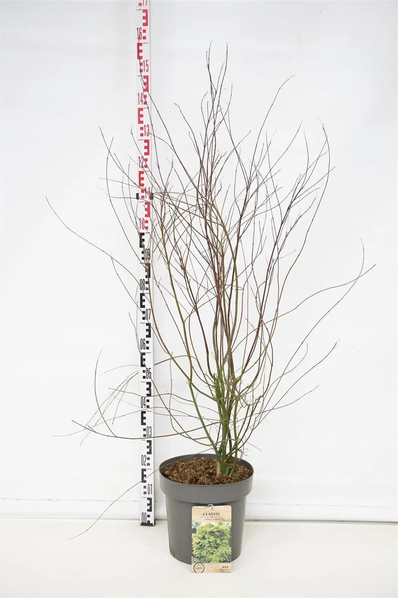 Acer palmatum C12 (12 liters kruka) 100-125 cm