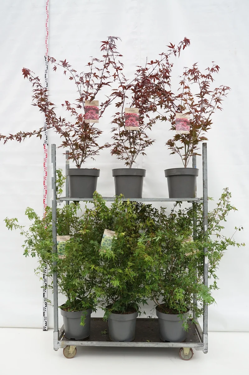 Acer palmatum i sorter C12 (12 liters kruka) 100-125 cm