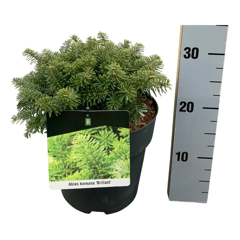 Abies koreana 'Brillant' C5 (5 liters kruka) 20-25 cm