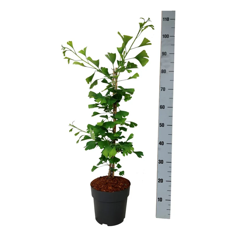 Ginkgo biloba 'Select Compact' 50-60 cm Konisk C5 (5 liters kruka)