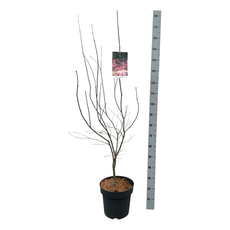 Acer palmatum 'Bloodgood' C14 (14 liters kruka) 125-150 cm