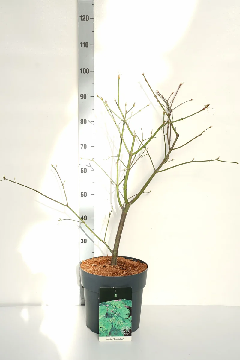 Acer jap. 'Aconitifolium' C10 (10 liters kruka) 60-80 cm