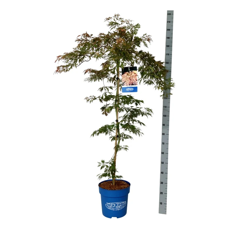 Acer (Jack Frost®) i sorter C15 (15 liters kruka) 125-150 cm