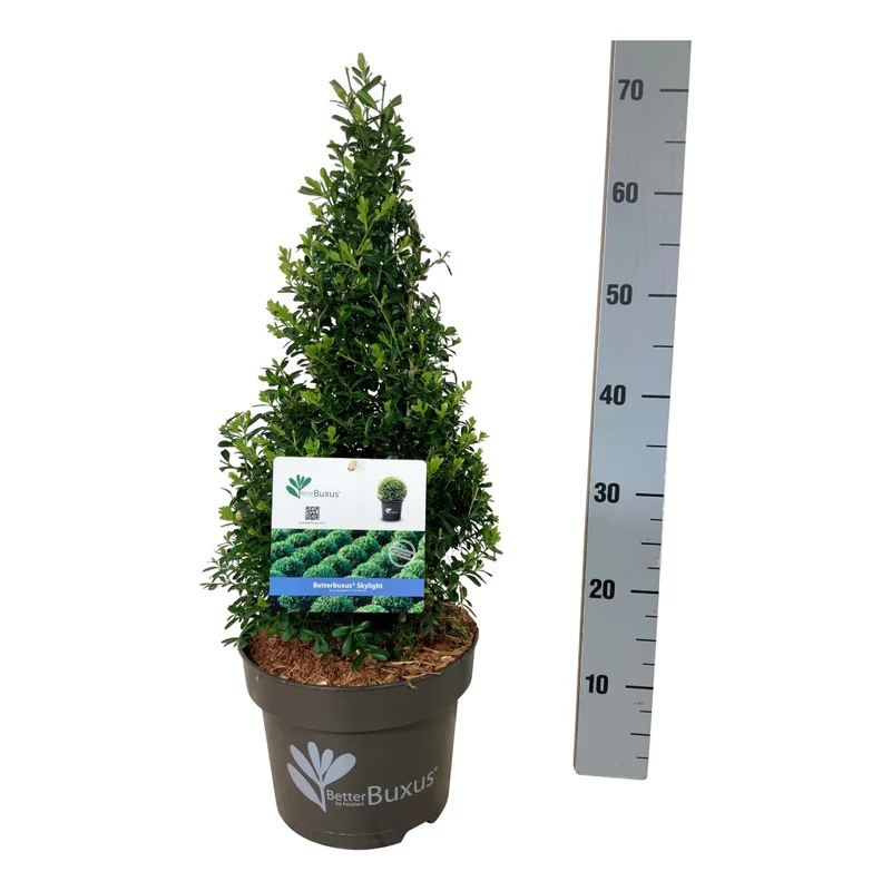 BetterBuxus® 'Skylight' 40-50 cm Pyramid C5 (5 liters kruka)