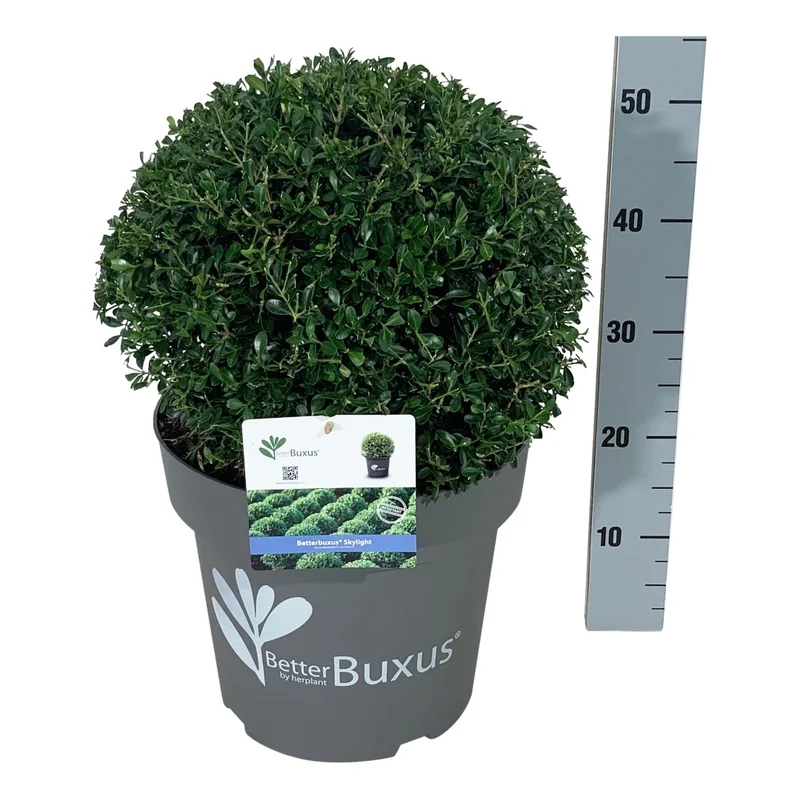 BetterBuxus® 'Skylight' 35-40 cm Klot C14 (14 liters kruka)