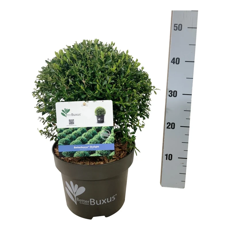 BetterBuxus® 'Skylight' Klot 25-30 cm C5 (5 liters kruka)