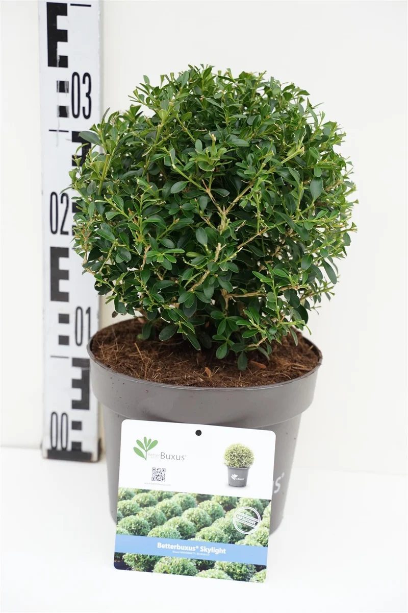 BetterBuxus® 'Skylight' 20-25 cm Klot C3 (3 liters kruka)