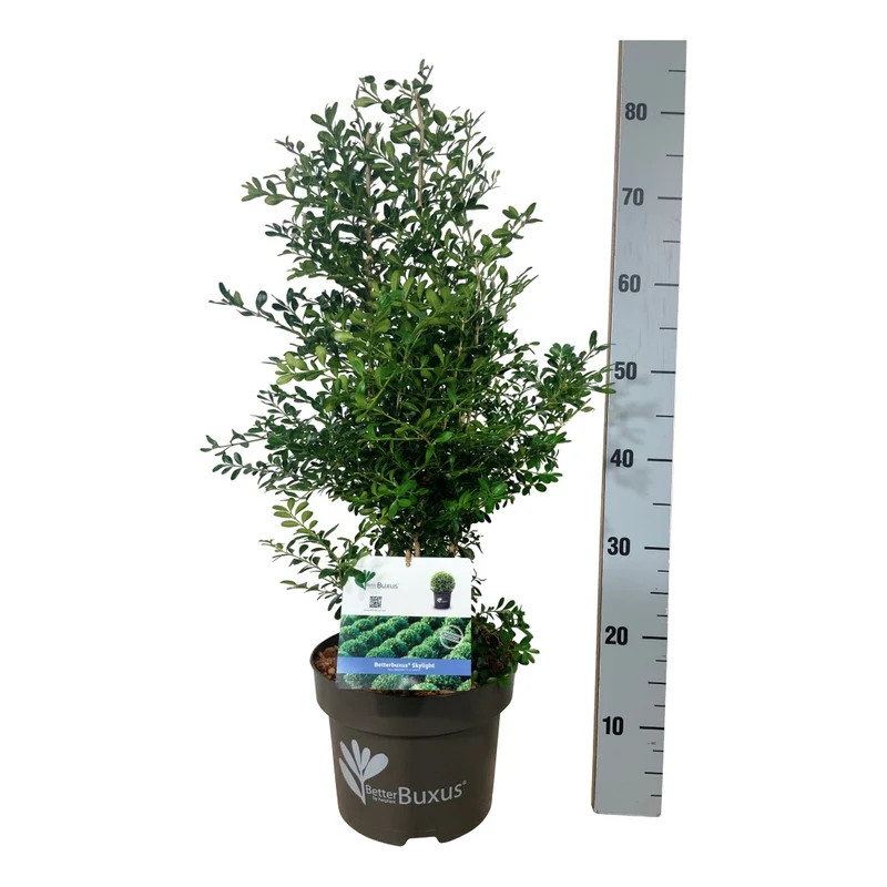BetterBuxus® 'Skylight' C5 (5 liters kruka) 50-60 cm
