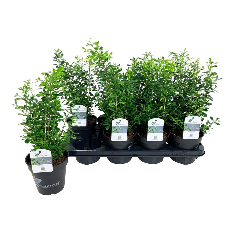 BetterBuxus® 'Skylight' C1 (1 liters kruka) 15-20 cm