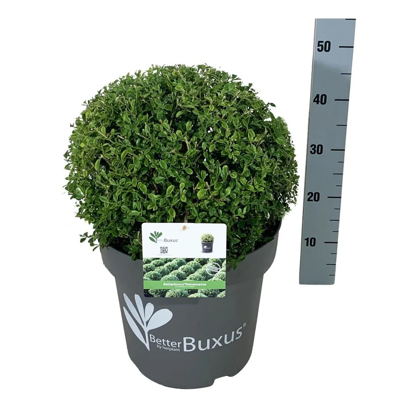 BetterBuxus® 'Renaissance' Klot 35-40 cm C14 (14 liters kruka)