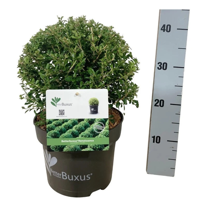 BetterBuxus® 'Renaissance' klot 25-30 cm C5 (5 liters kruka)