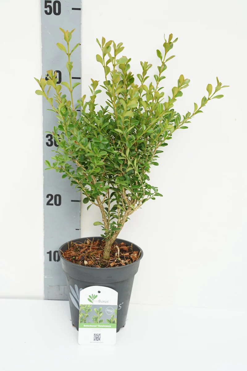 BetterBuxus® 'Renaissance' C1,5 (1,5 liters kruka) 20-30 cm