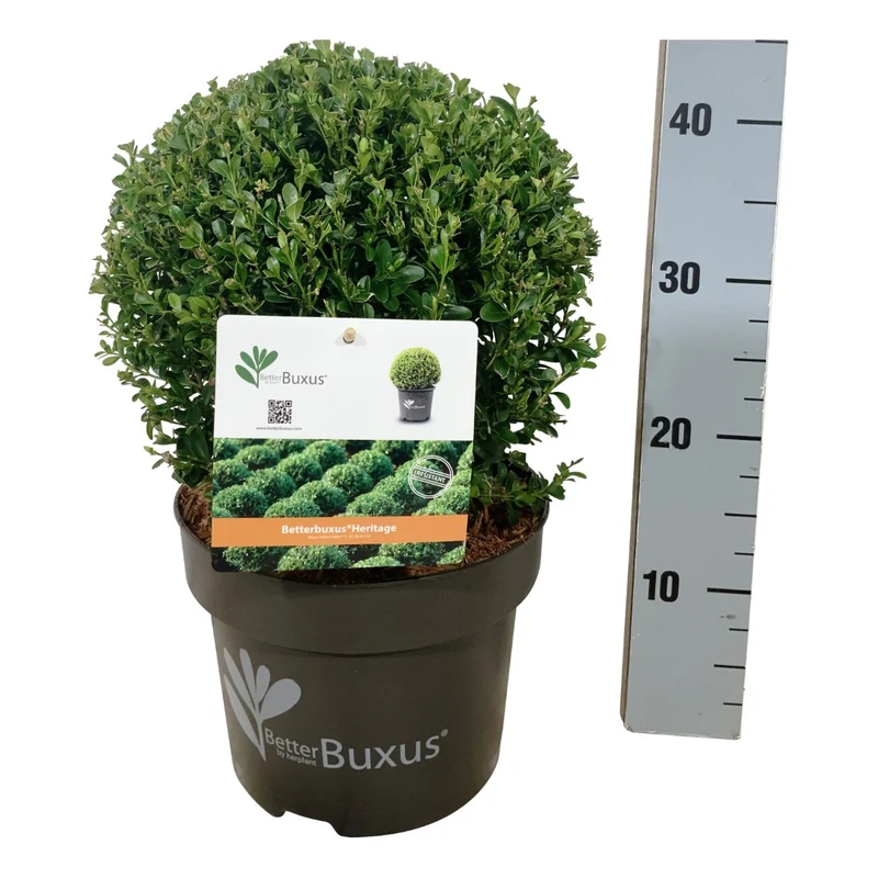 BetterBuxus® 'Heritage' 25-30 cm klot C5 (5 liters kruka)