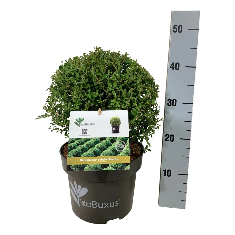 BetterBuxus® 'Babylon Beauty' klot 30 cm, C5 (5 liters kruka)
