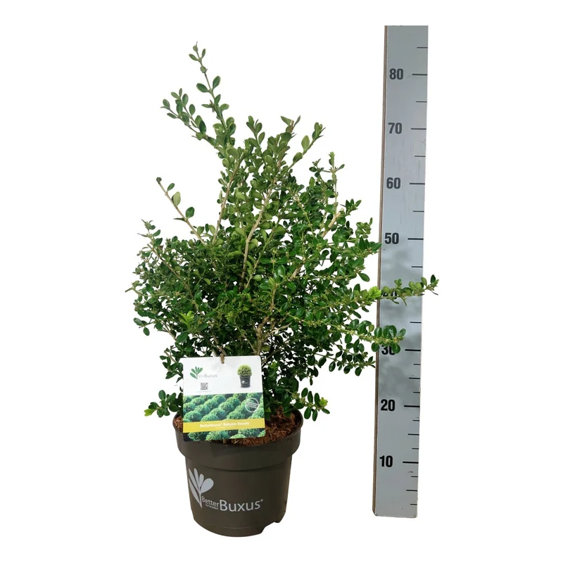 BetterBuxus® 'Babylon Beauty' C5 (5 liters kruka) 40-50 cm