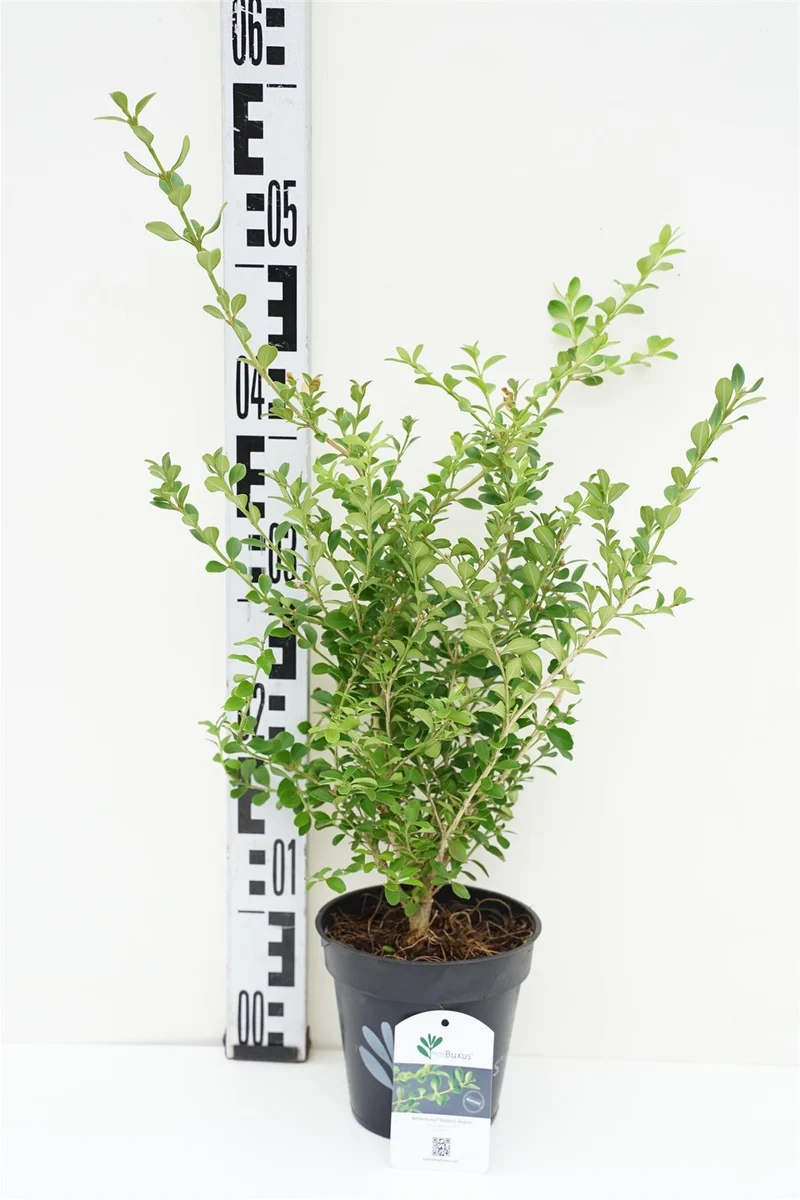 BetterBuxus® 'Babylon Beauty' C1 (1 liters kruka) / 13 cm kruka 20-25 cm