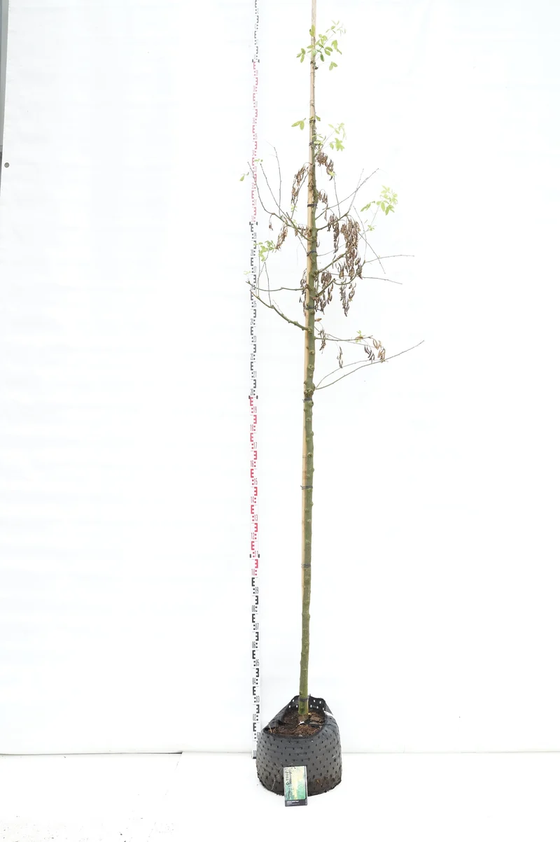 Laburnum wat. 'Vossii' 10-12 cm stam, C30 (30 liters kruka)