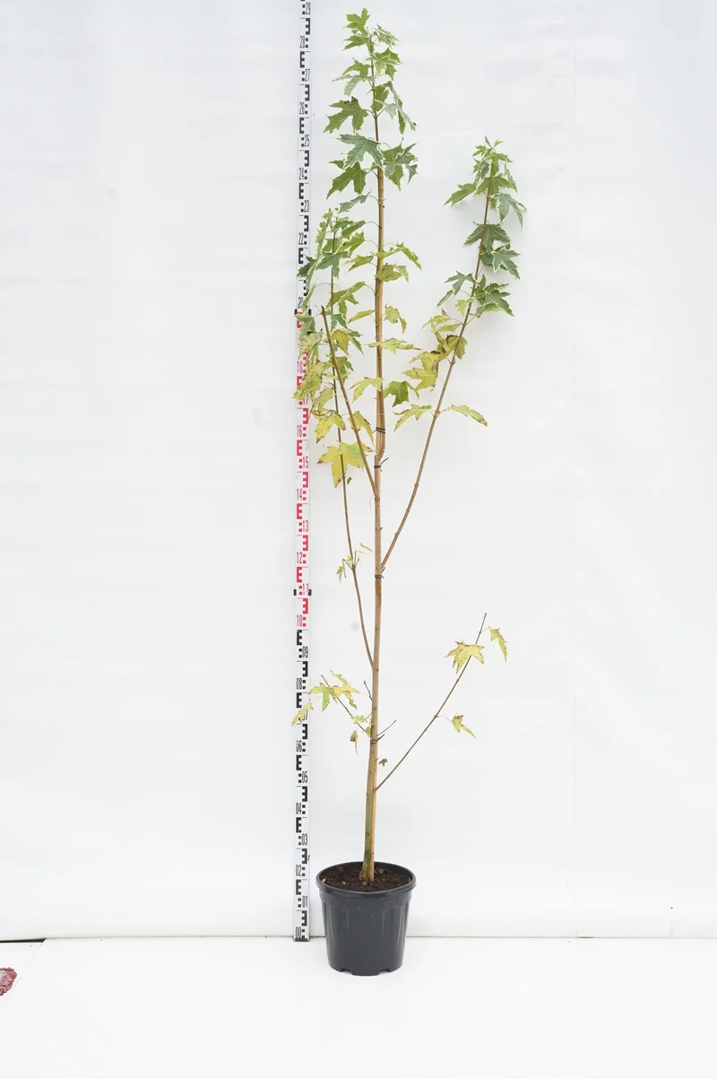 Acer platanoides 'Drummondii' C15 (15 liters kruka) 200-250 cm