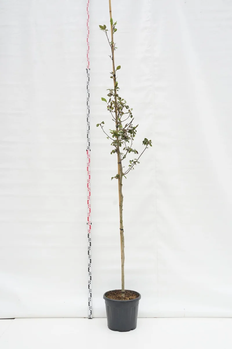 Magnolia 'Genie' stamomfång 6-8 cm C35 (35 liters kruka)