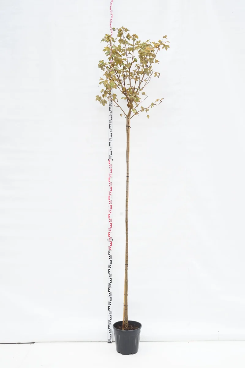 Acer pseud. 'Esk Sunset' 210 cm stam - C12 (12 liters kruka)
