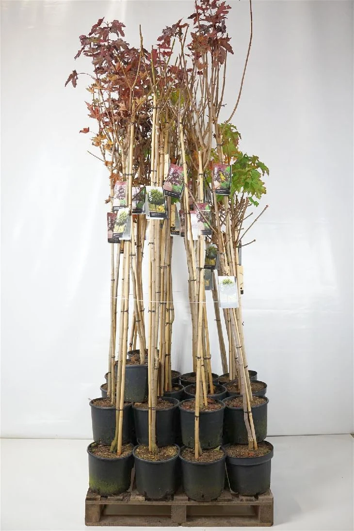 Acer platanoides mix – Mixpall