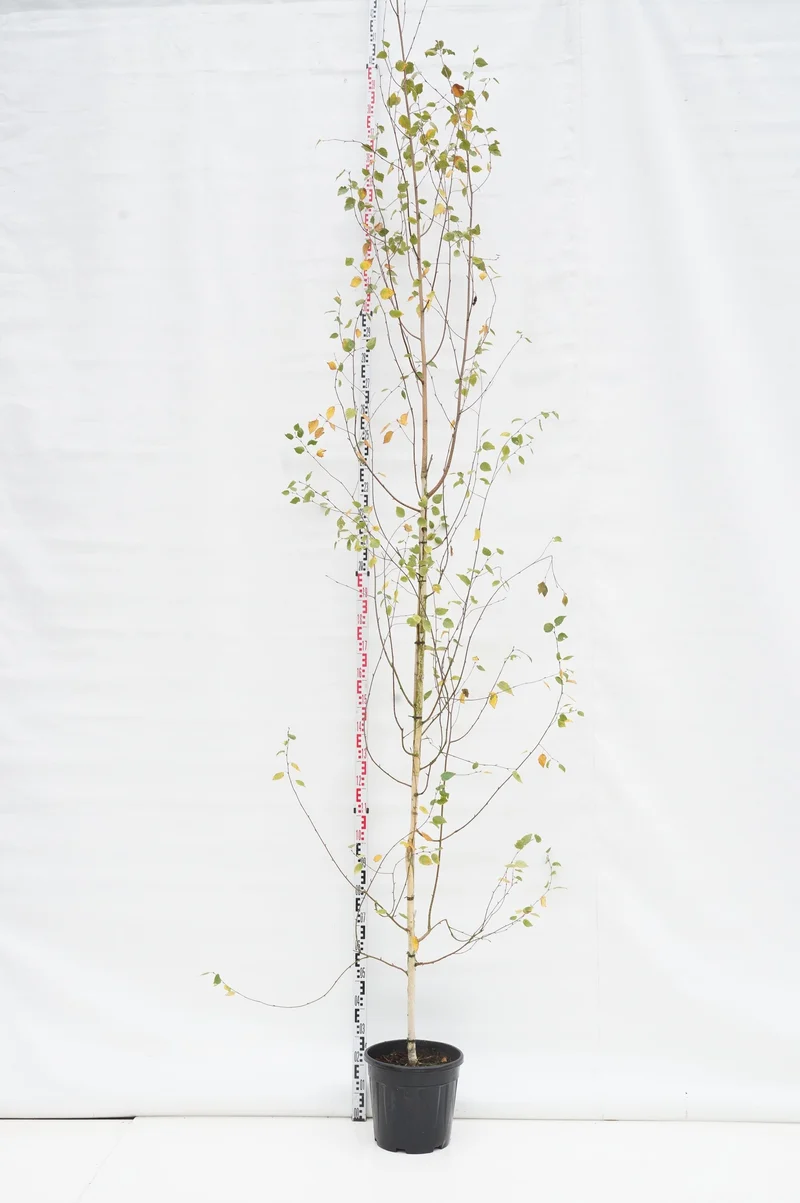 Himalajabjörk (Betula ut. jacquemontii) 6-8 cm, C20 (20 liters kruka)