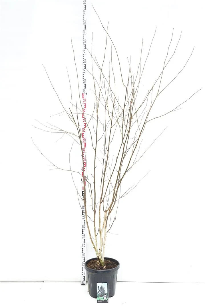 Betula ut. jacquemontii C35 (35 liters kruka) 175-200 cm