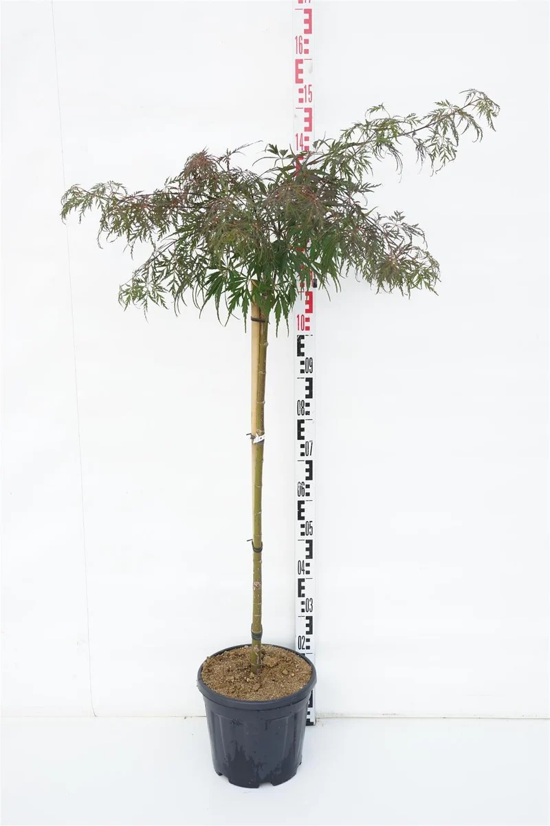 Acer palmatum 'Tamukeyama' 90 cm stam C10 (10 liters kruka)