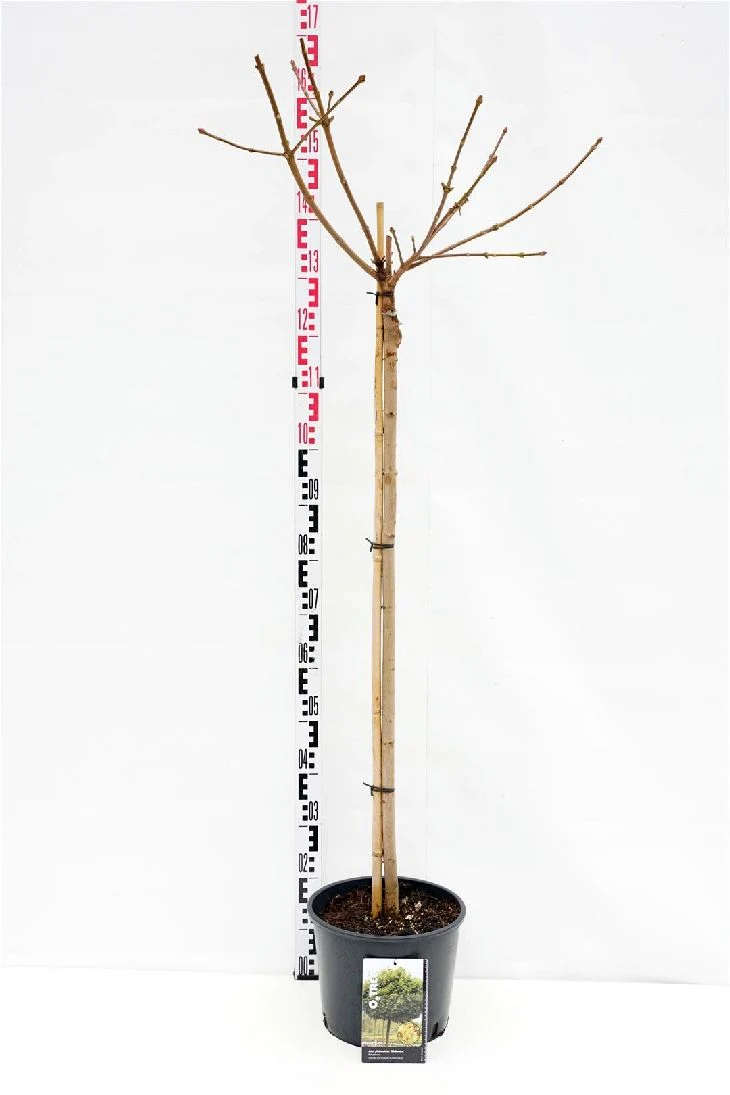 Acer plat. 'Globosum' 120 cm stam C10 (10 liters kruka)