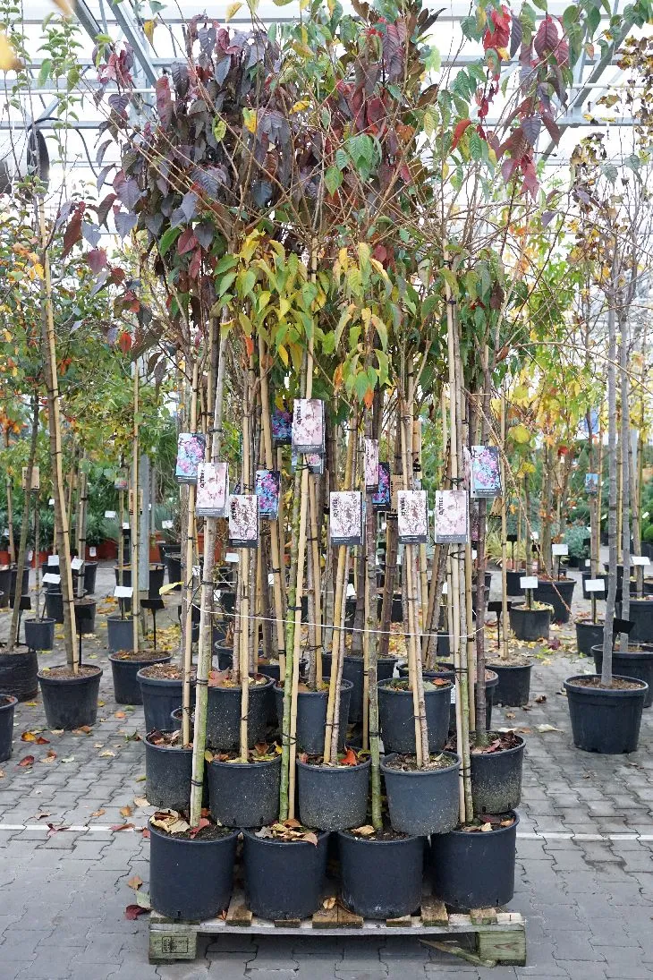 Prunus i sorter Mixpall