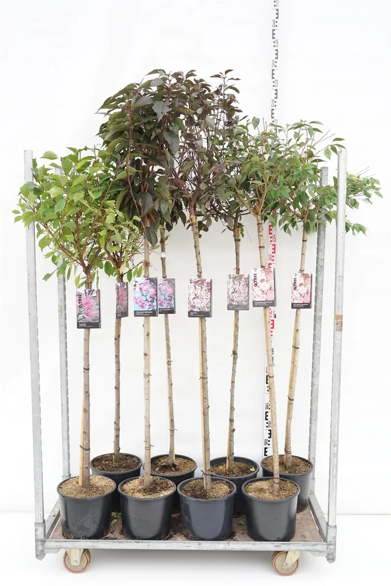 Prunus i sorter, 150 cm stam, C10 (10 liters kruka)