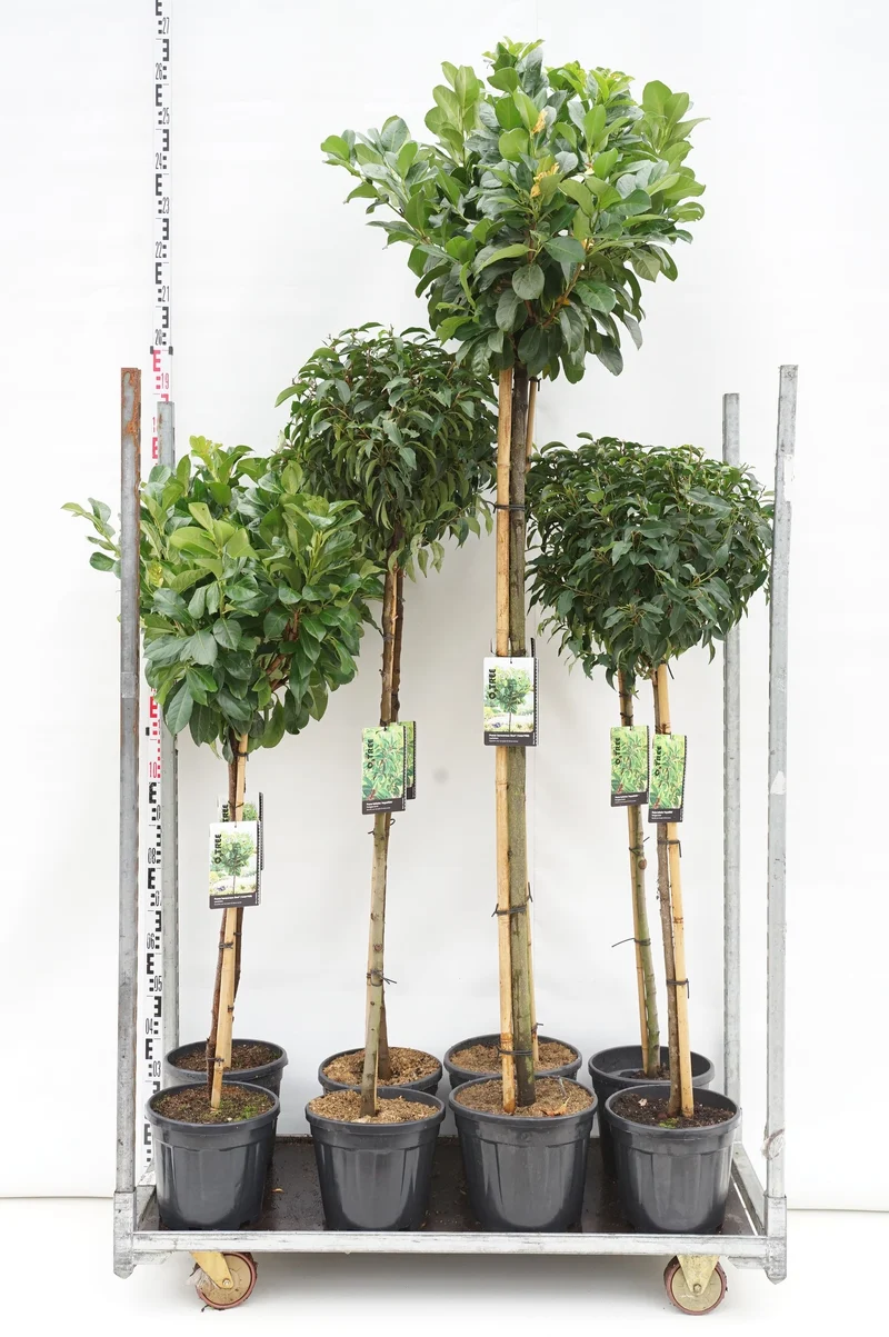 Prunus i sorter – Mixade stamträd