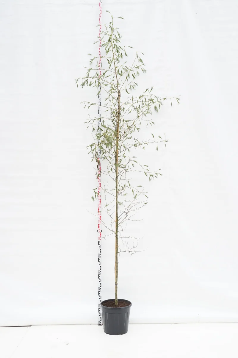Prunus i sorter MIX