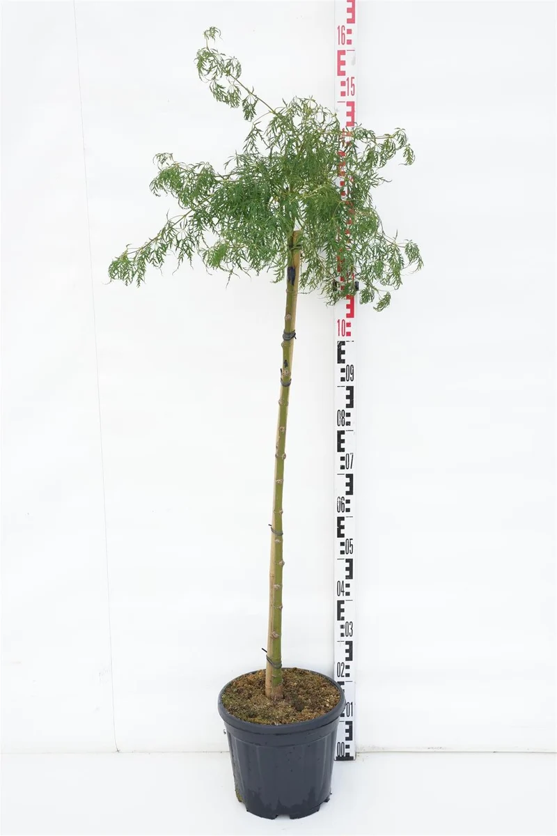 Acer palmatum 'Dissectum Viridis' 90 cm stam, C10 (10 liters kruka)