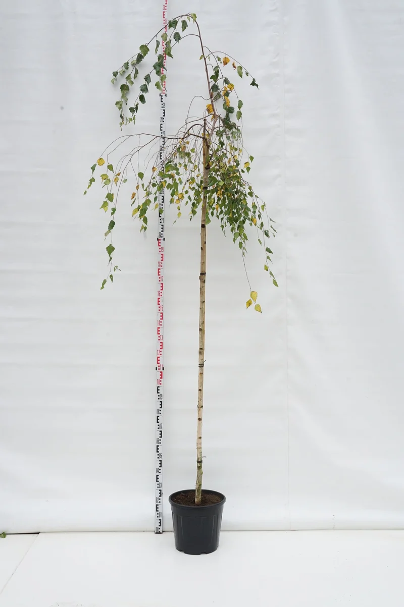 Betula p. 'Youngii' Stam 220 cm Stamomfång 8-10 cm C20 (20 liters kruka)
