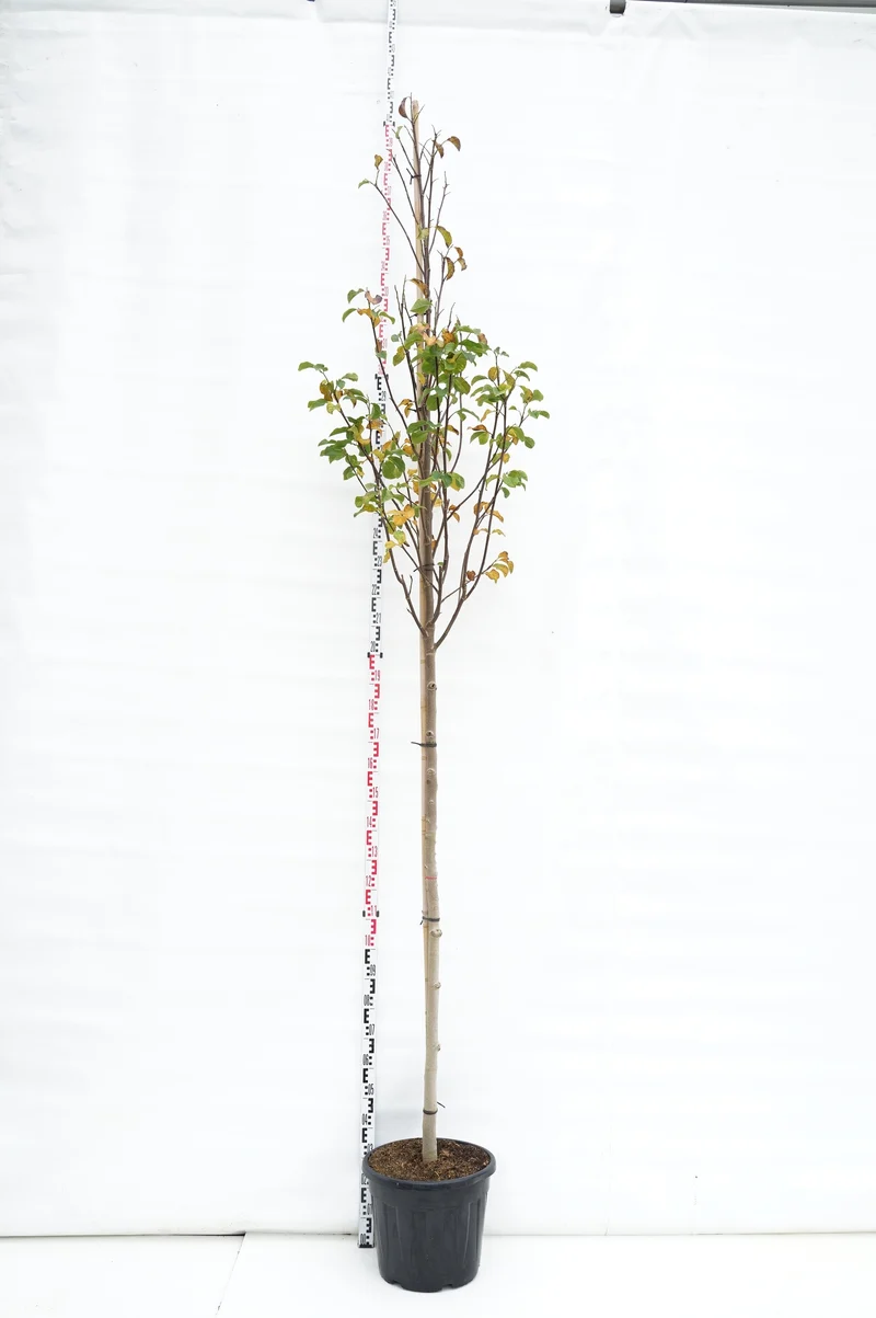 Magnolia 'Heaven Scent' stamomkrets 10-12 cm, C30 (30 liters kruka)