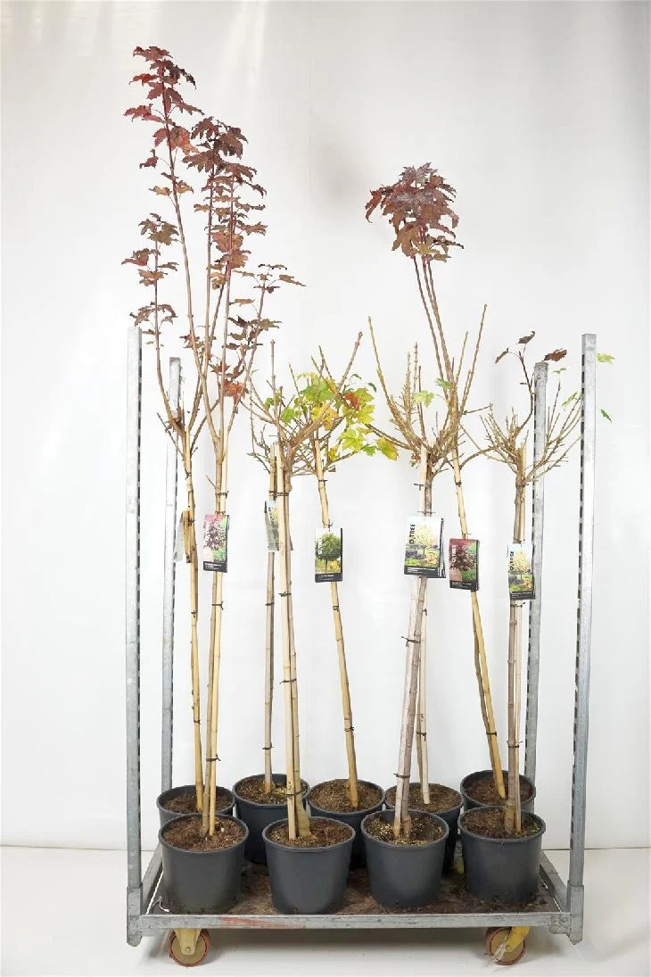 Acer platanoides mix 100 cm stam C10 (10 liters kruka)